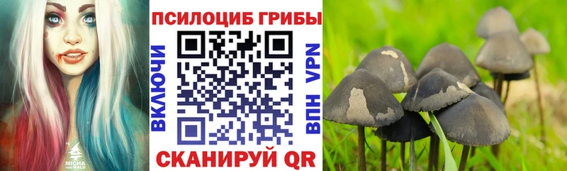 Псилоцибиновые грибы Magic Shrooms  KRAKEN сайт  Камышин  как найти закладки 